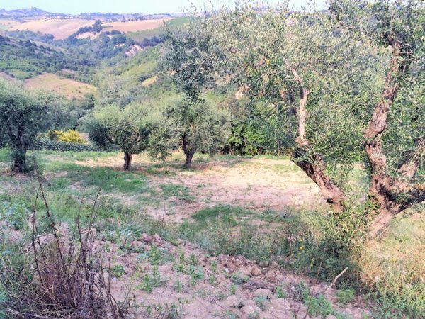 terreno agricolo in vendita a Monsampolo del Tronto