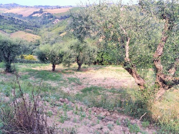 terreno agricolo in vendita a Monsampolo del Tronto