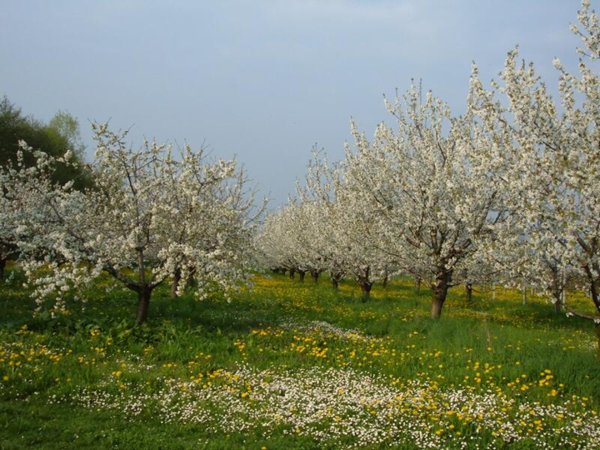 terreno agricolo in vendita a Monsampolo del Tronto