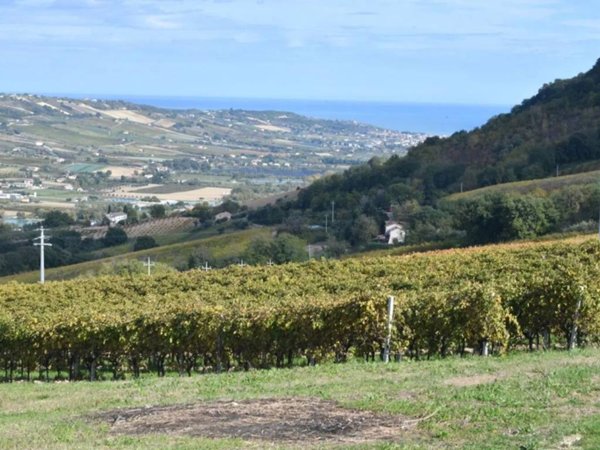 terreno agricolo in vendita a Montefiore dell'Aso