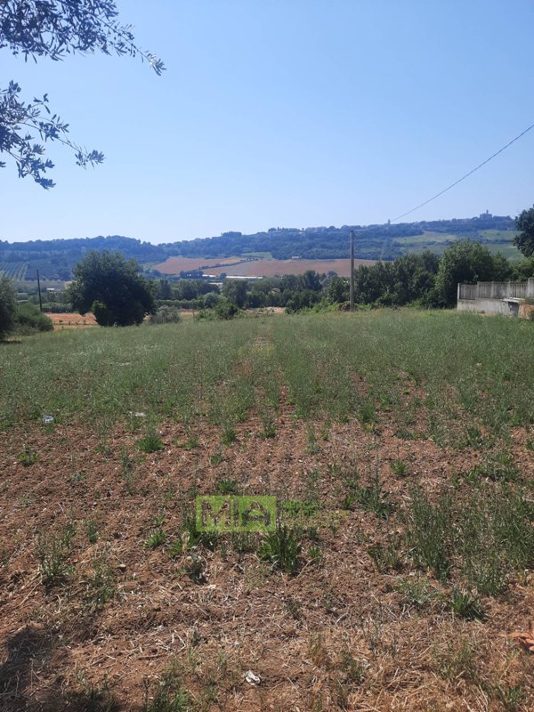 terreno agricolo in vendita a Montefiore dell'Aso