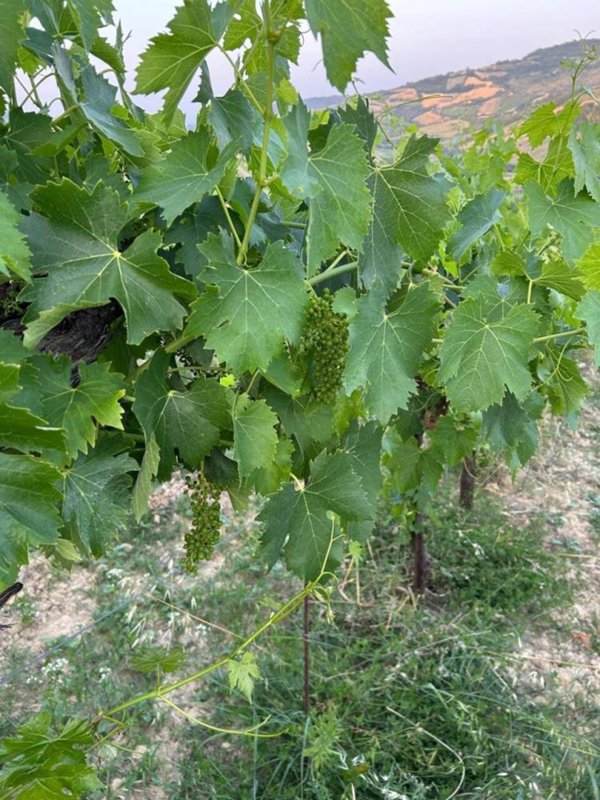 terreno agricolo in vendita a Montefiore dell'Aso