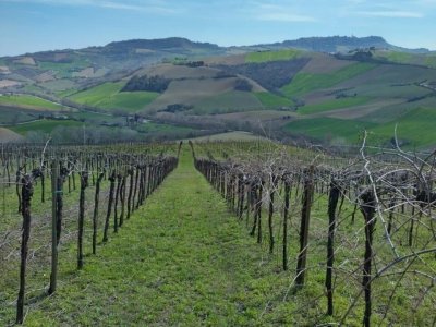 terreno agricolo in vendita a Montefiore dell'Aso