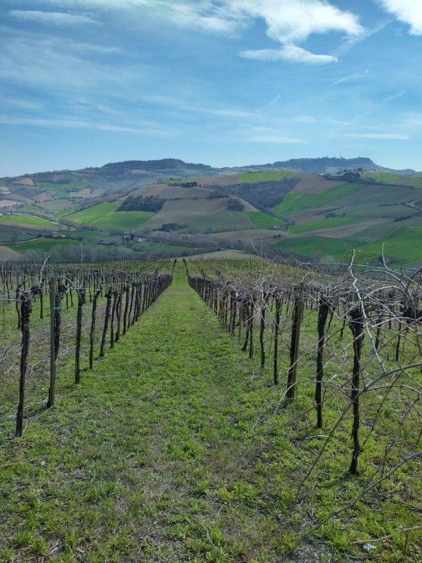 terreno agricolo in vendita a Montefiore dell'Aso
