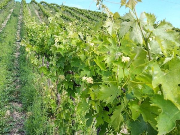 terreno agricolo in vendita a Montefiore dell'Aso