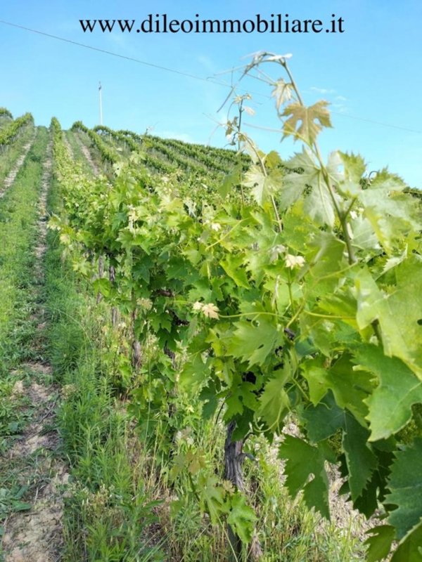 appartamento in vendita a Montefiore dell'Aso