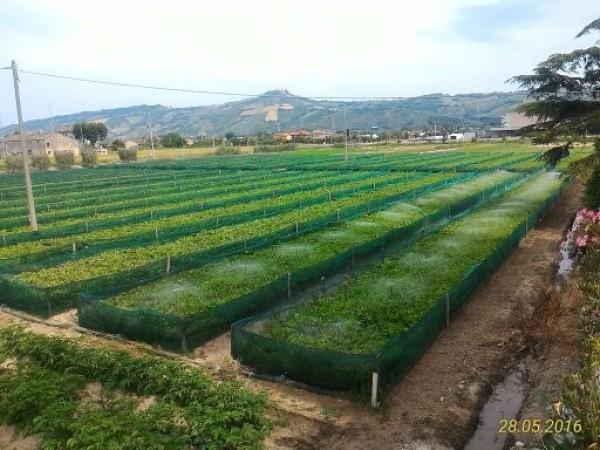 appartamento in vendita a Monteprandone