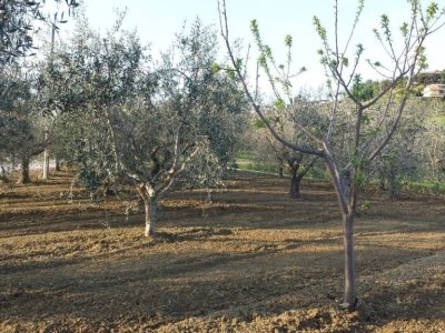 terreno agricolo in vendita a Monteprandone in zona Centobuchi