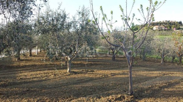 terreno agricolo in vendita a Monteprandone in zona Centobuchi