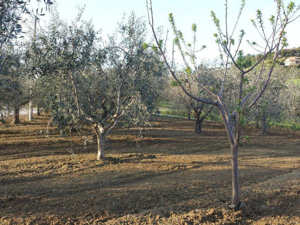 terreno agricolo in vendita a Monteprandone in zona Centobuchi