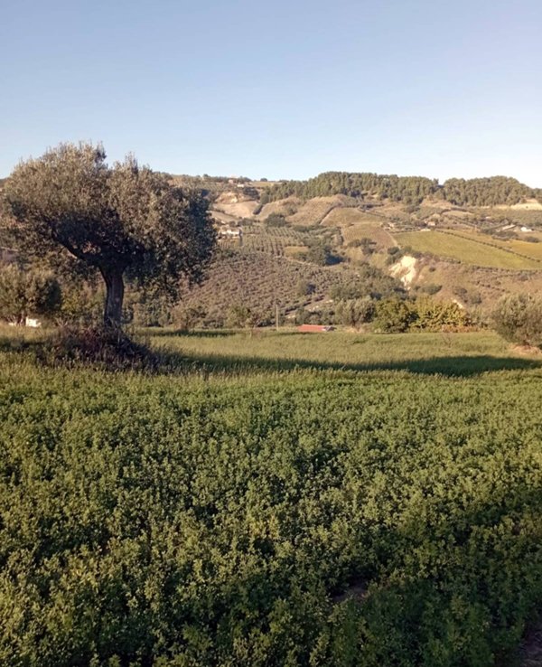 terreno agricolo in vendita a Monteprandone
