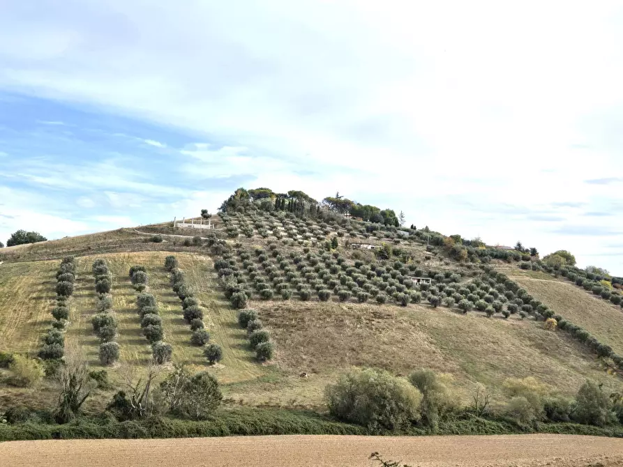 terreno agricolo in vendita a Monteprandone
