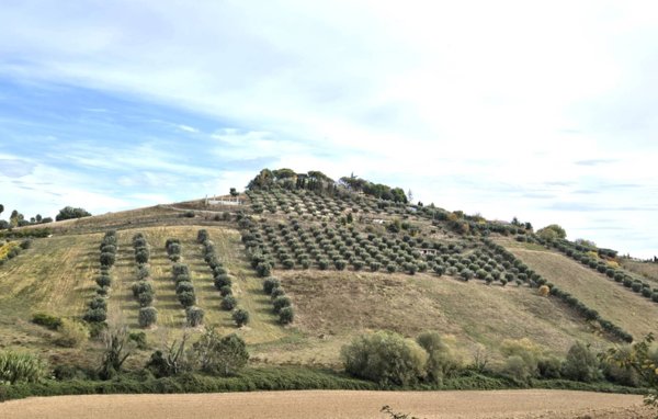 terreno agricolo in vendita a Monteprandone