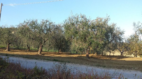 terreno agricolo in vendita a Monteprandone
