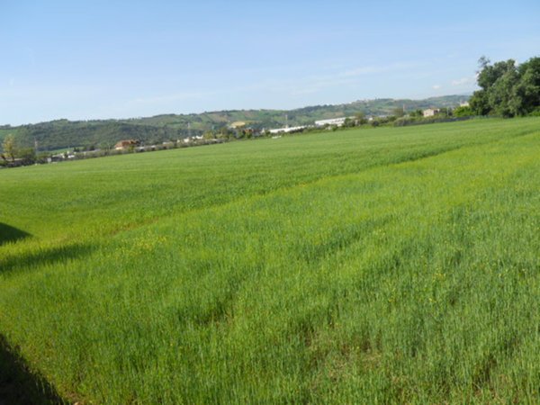 casa indipendente in vendita a Monteprandone in zona Centobuchi