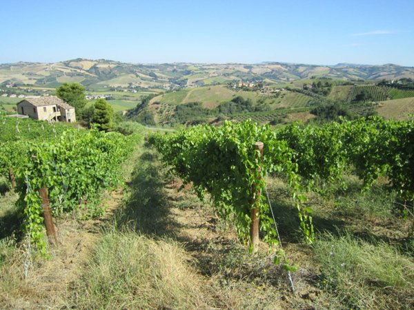 casa indipendente in vendita ad Offida in zona Borgo Miriam