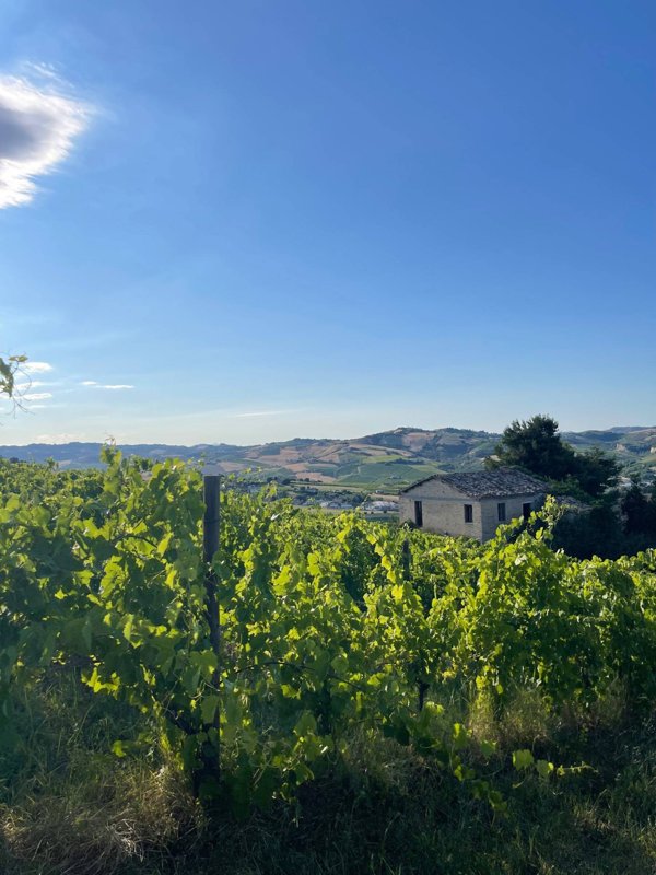 casale in vendita ad Offida in zona Borgo Miriam