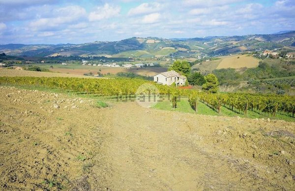 esavano in vendita ad Offida in zona Borgo Miriam