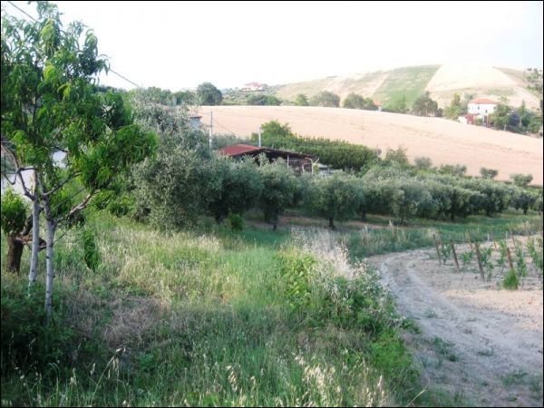 casa indipendente in vendita ad Offida in zona San Barnaba
