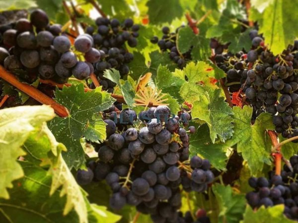 negozio in vendita ad Offida