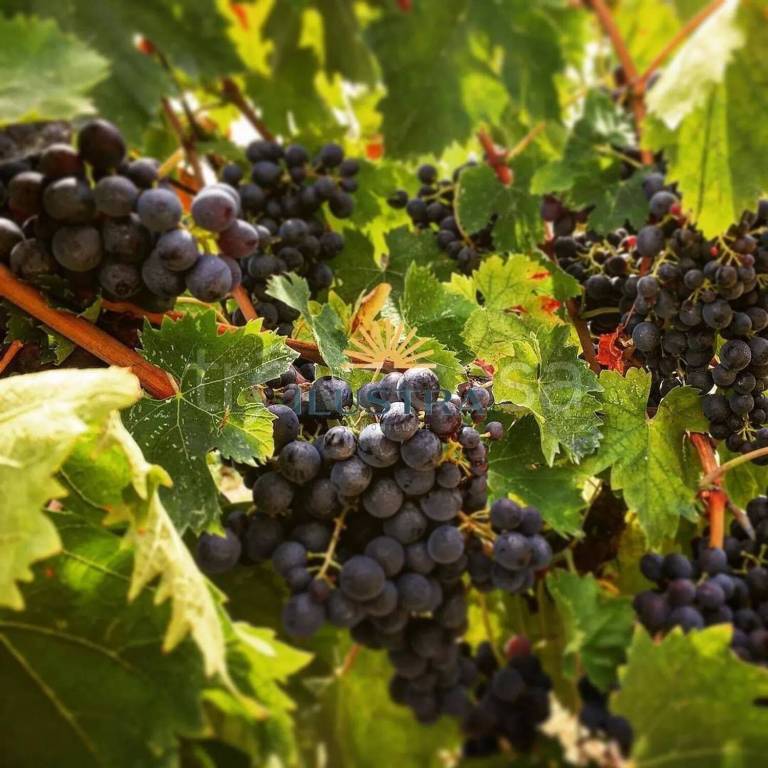 negozio in vendita ad Offida