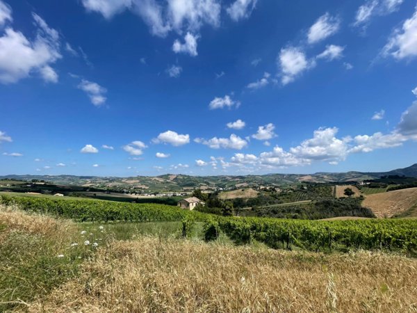 azienda agricola in vendita ad Offida in zona Borgo Miriam