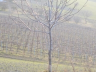 terreno agricolo in vendita a Ripatransone