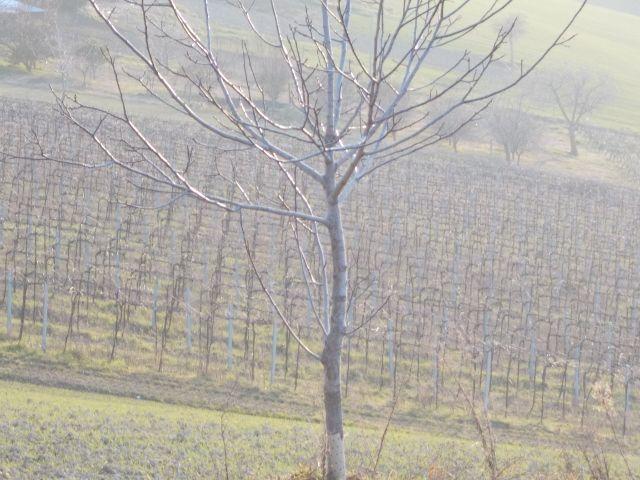 terreno agricolo in vendita a Ripatransone