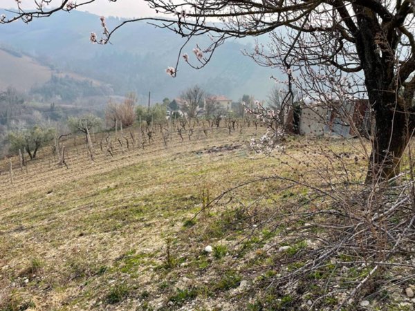 terreno agricolo in vendita a Ripatransone