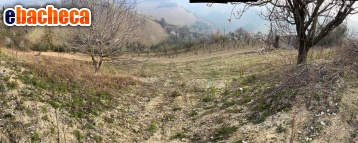 terreno agricolo in vendita a Ripatransone