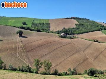 terreno agricolo in vendita a Ripatransone
