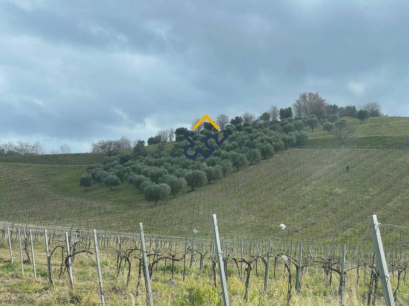 azienda agricola in vendita a Ripatransone