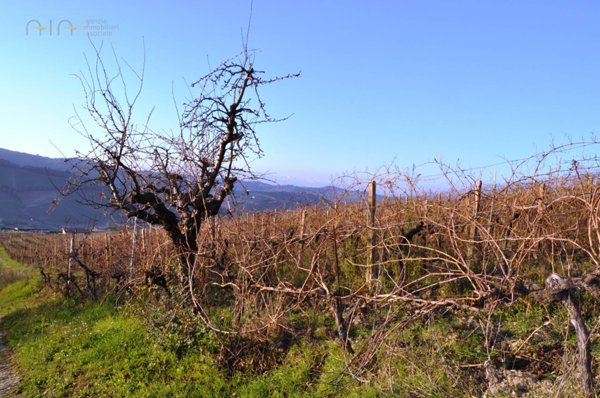 terreno agricolo in vendita a Ripatransone