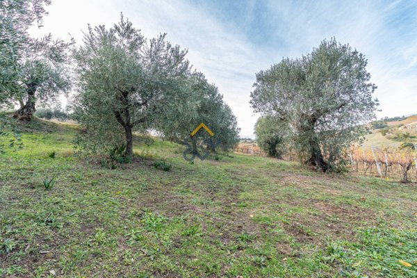 terreno agricolo in vendita a Ripatransone in zona San Savino