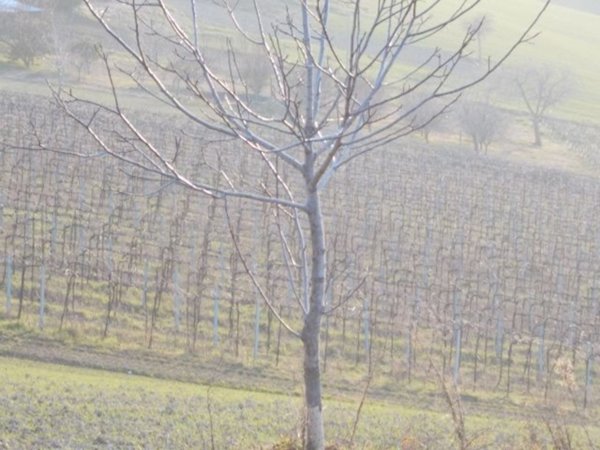 terreno agricolo in vendita a Ripatransone