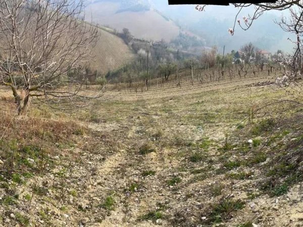 terreno agricolo in vendita a Ripatransone