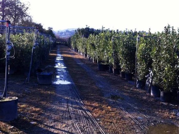 terreno agricolo in vendita a Ripatransone