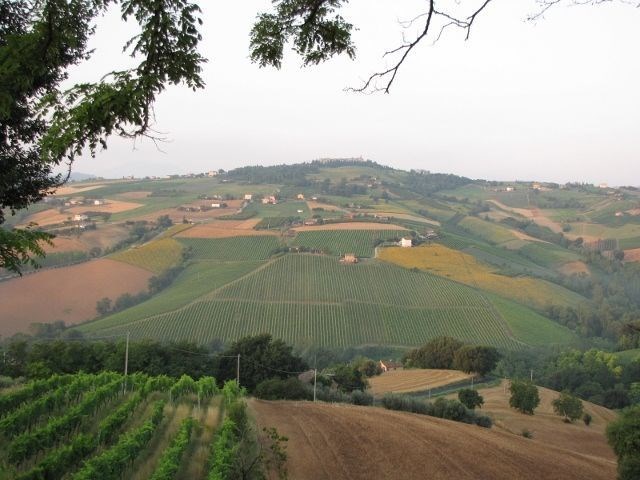 azienda agricola in vendita a Ripatransone