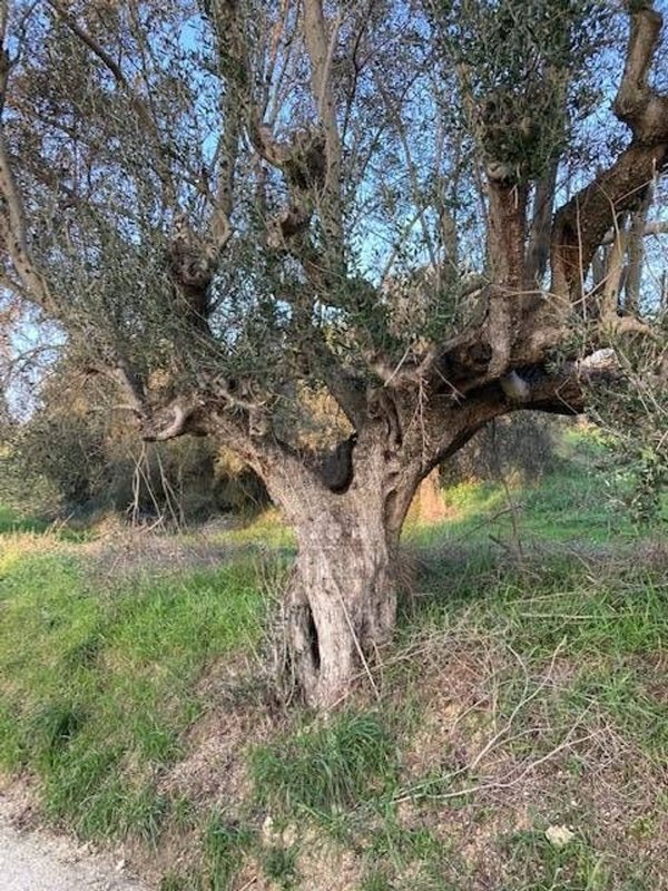casale in vendita a Ripatransone