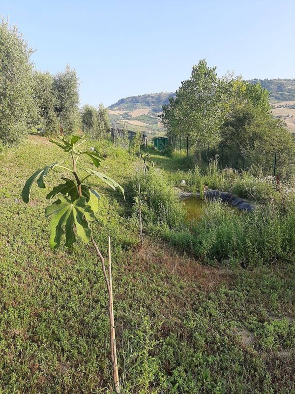 casa indipendente in vendita a Ripatransone