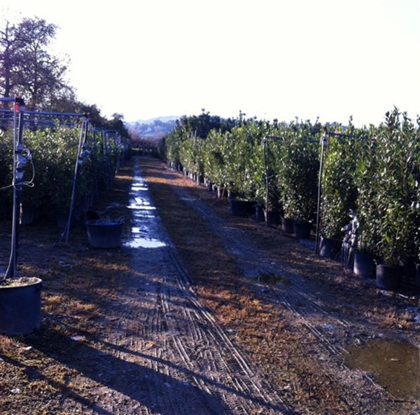 terreno agricolo in vendita a Ripatransone