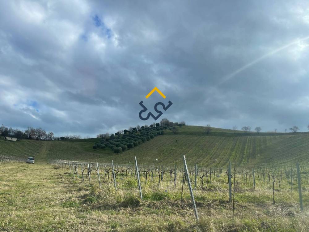 terreno agricolo in vendita a Ripatransone