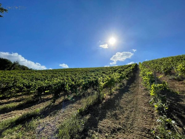 terreno agricolo in vendita a Ripatransone in zona San Savino