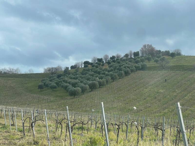 terreno agricolo in vendita a Ripatransone in zona Petrella