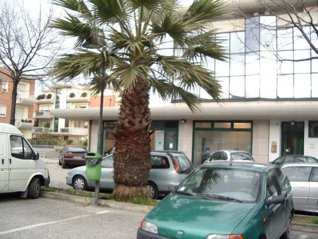 negozio in vendita a San Benedetto del Tronto