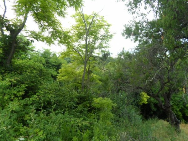 terreno agricolo in vendita a San Benedetto del Tronto