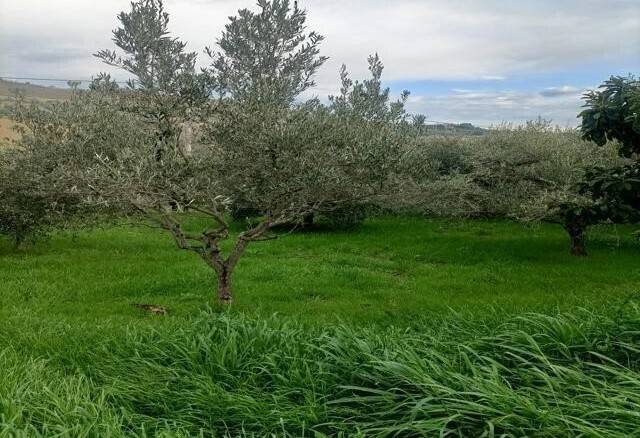 terreno agricolo in vendita a San Benedetto del Tronto