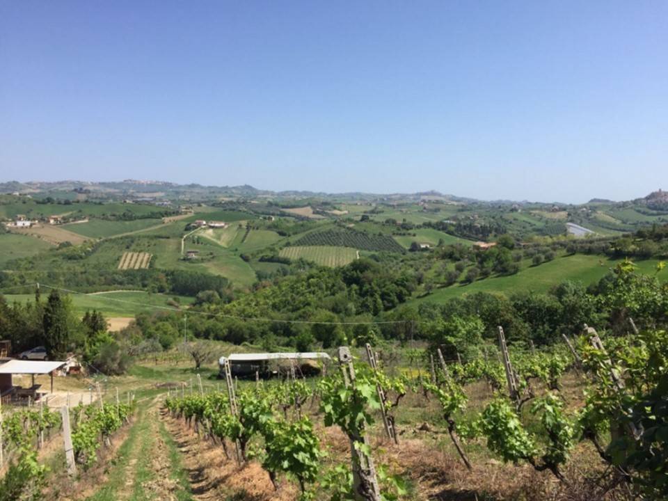 terreno agricolo in vendita a Spinetoli