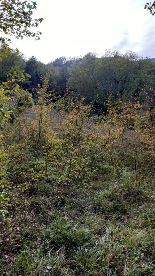 terreno in vendita a Venarotta in zona Olibra