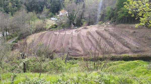 terreno agricolo in vendita ad Aulla